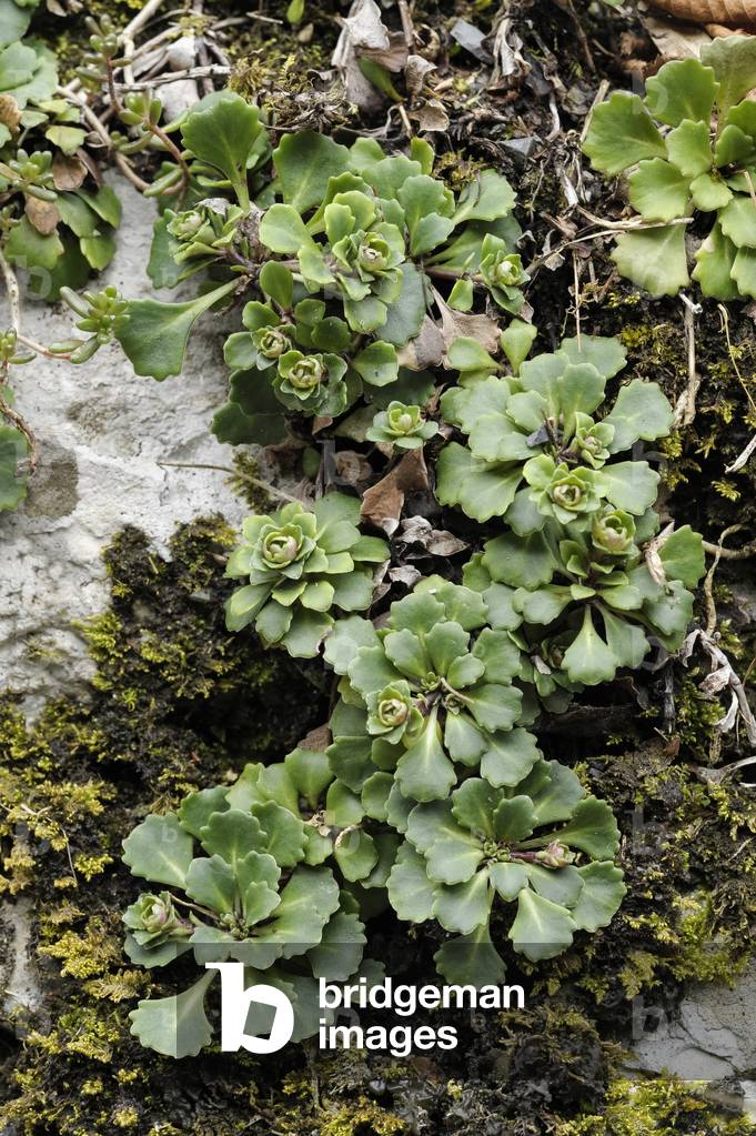Saxifraga cuneifolia/Corner Leaf Saxifrage/Painter's Desperation/Lesser Londonpride