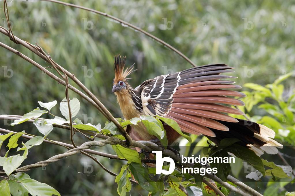 Opisthocomus hoazin/Hoazin huppe/Hoatzin