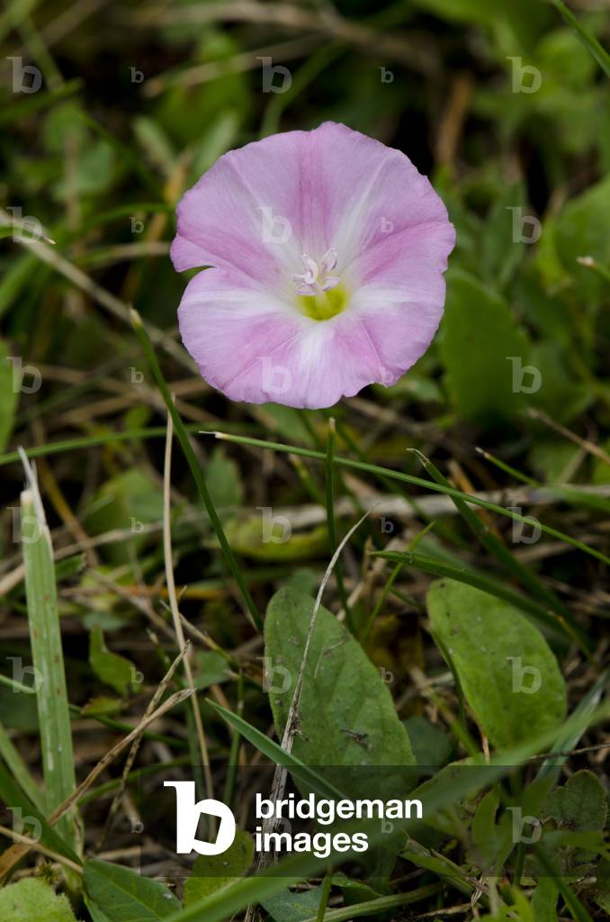 Convolvulus arvensis/Field Bedding/Twirl/Small Bindweed