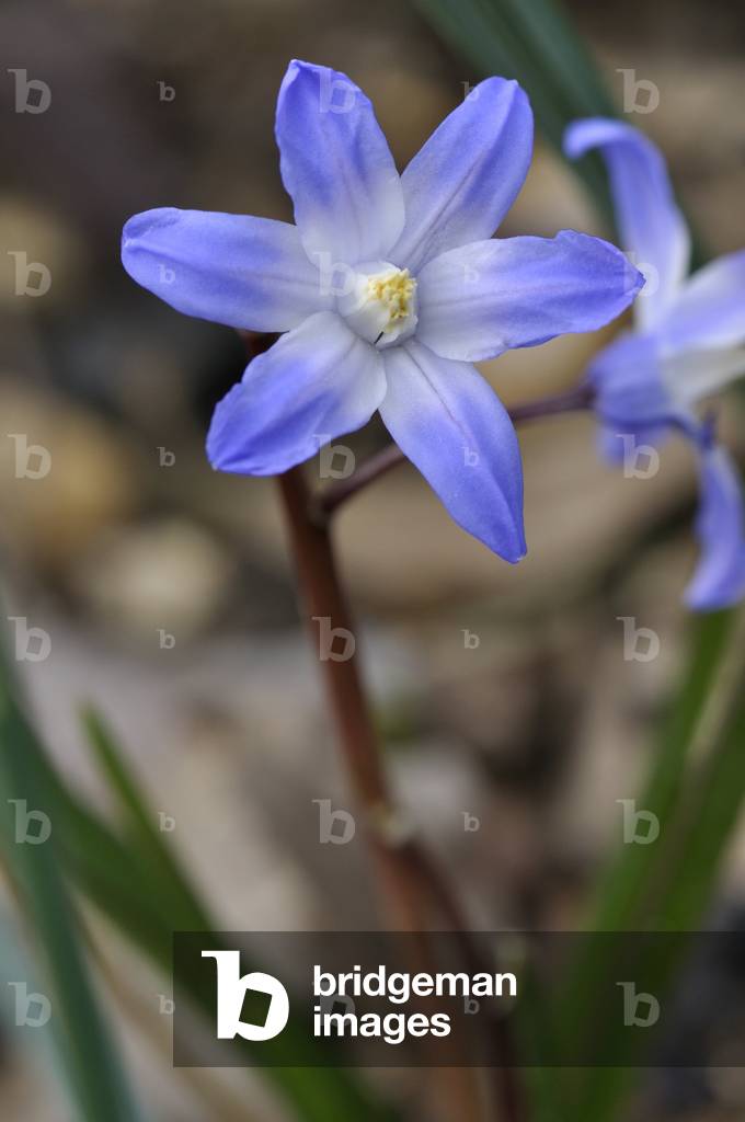 Immagine di Fotografia "Chionodoxa forbesii"