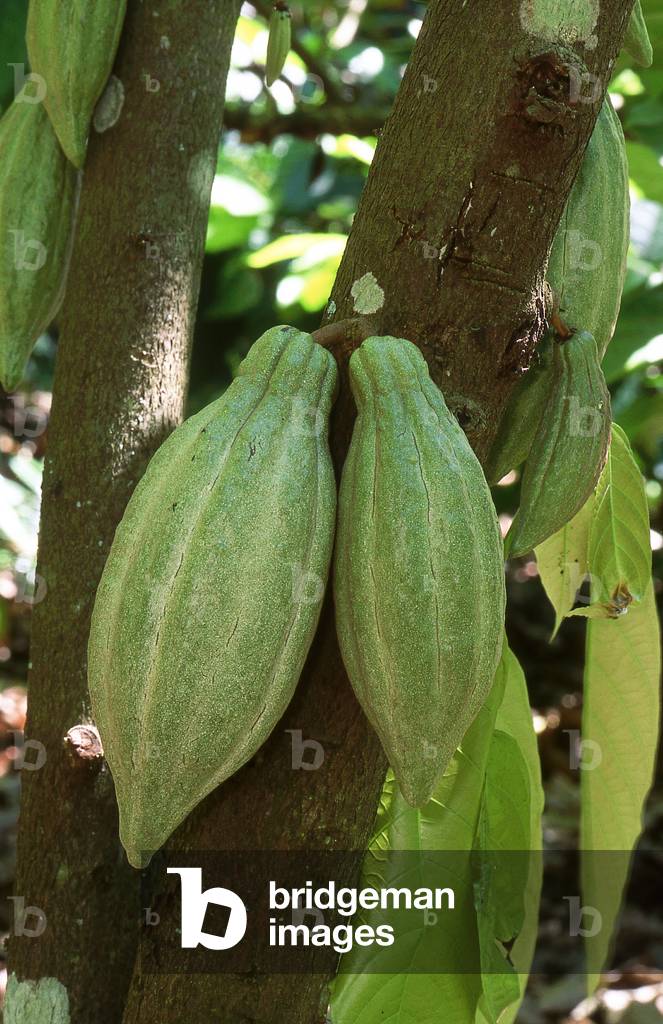Cocoa pods of the cacao tree (photo)