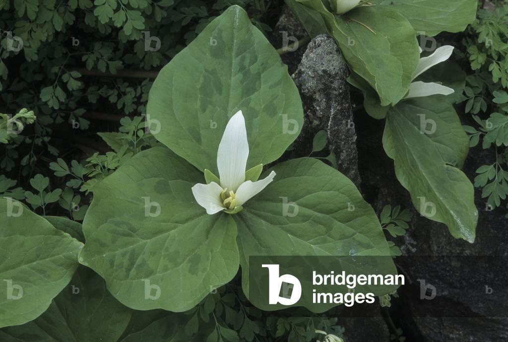 Trillium grandiflorum/Big-flowered trillium/White trillium/Wake Robbin