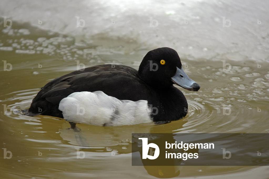 Aythya marila/Scaup/Greater Scaup/Male