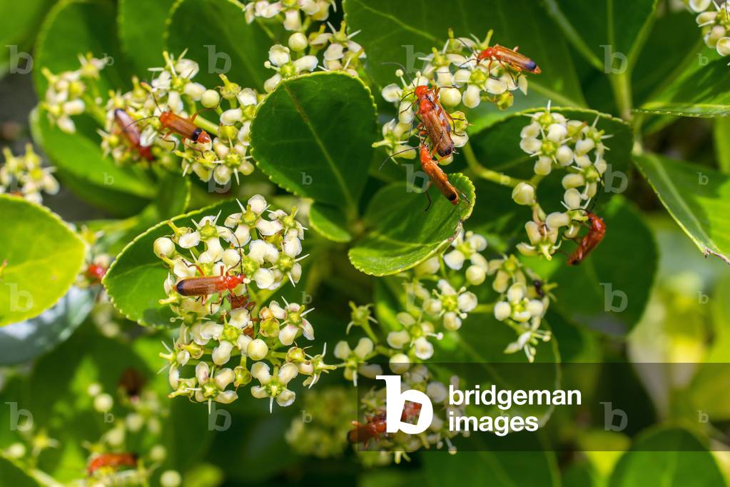 Rhagonycha fulva/Tawny Telephore