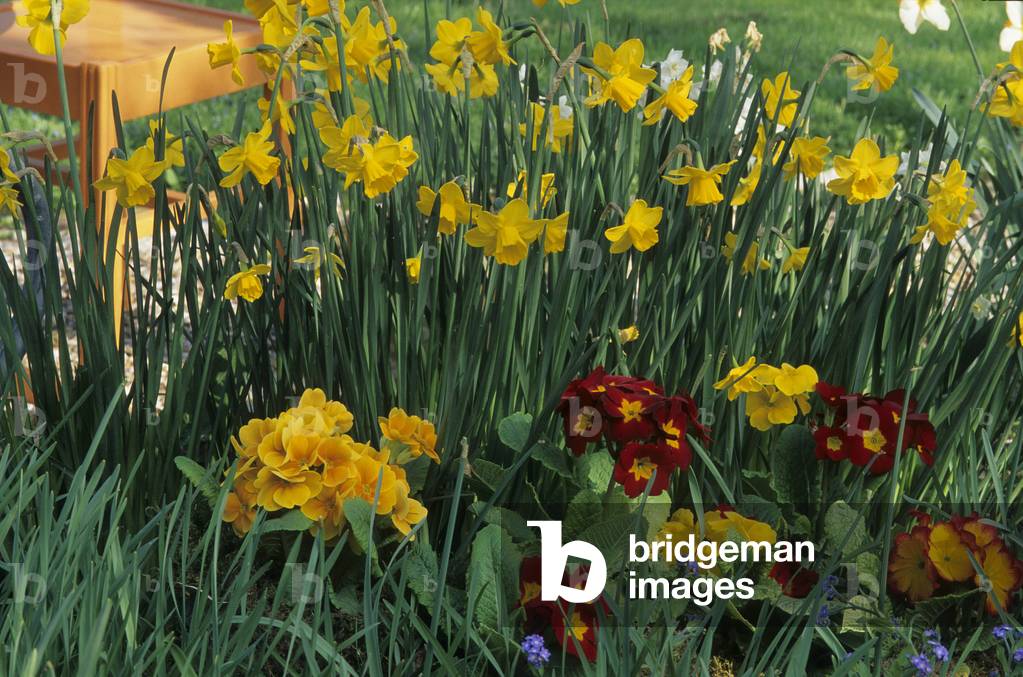Narcissux x/Narcissus 'Quail'/Primula acaulis/Primevere acaule/Primevere des jardins