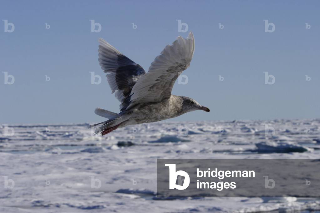 Larus hyperboreus/Goeland bourgmestre/Glaucous Gull
