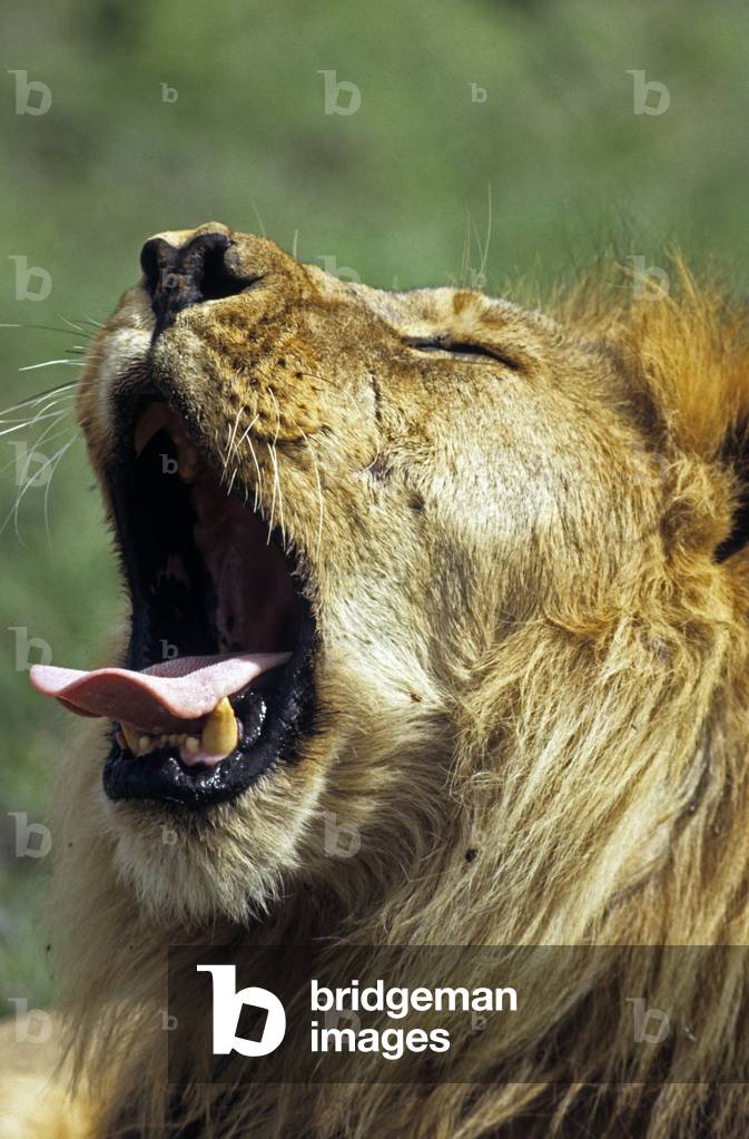 "Panthera Leo "