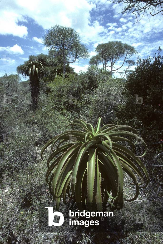 Image of Aloe helenae/Aloe