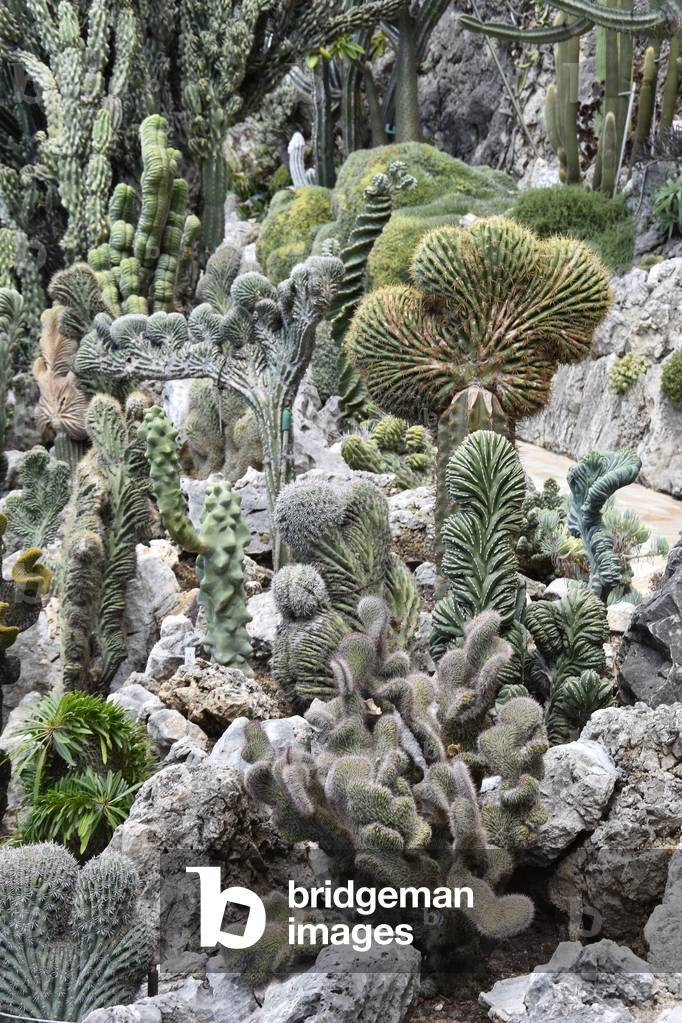 Exotic garden of Monaco (photo)