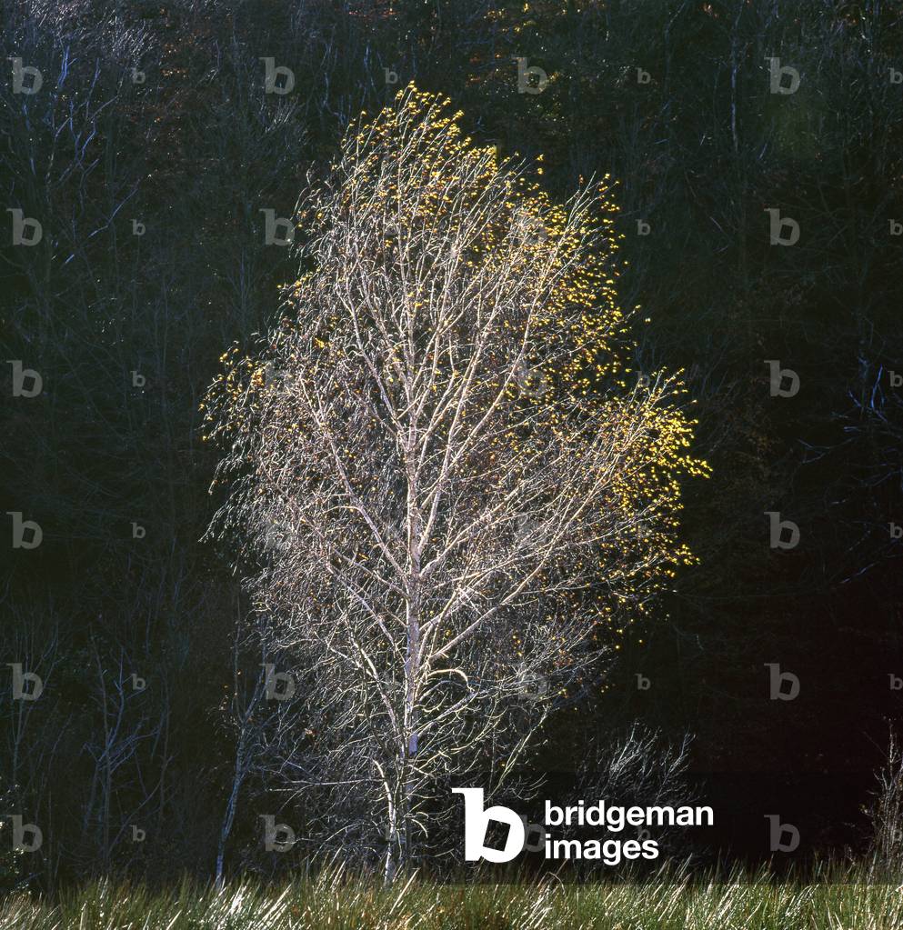 Betula alba/Betula pendula/Betula verrucosa/European White Birch/Wartful Birch/European White Birch