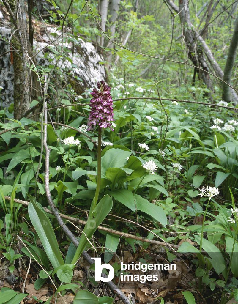 Orchis purpurea/Purple Orchis/Lady Orchid
