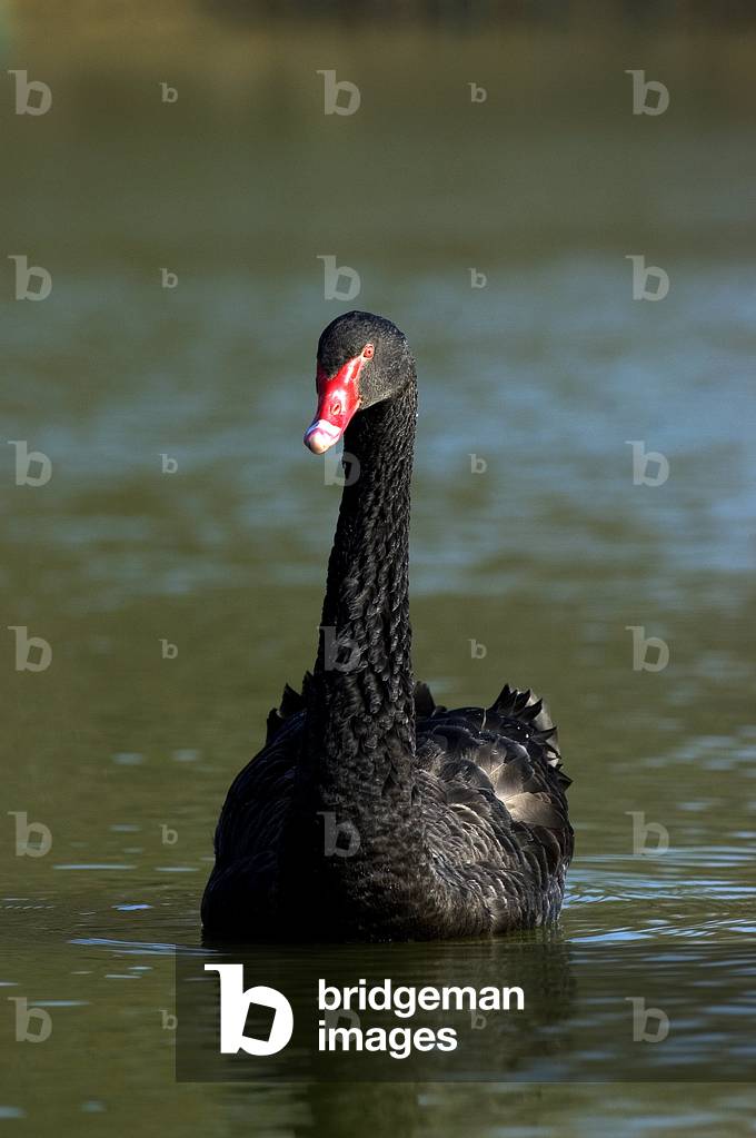 Keina rita black ケイナリタ ブラック スワン ブラウス KEINA RITA S