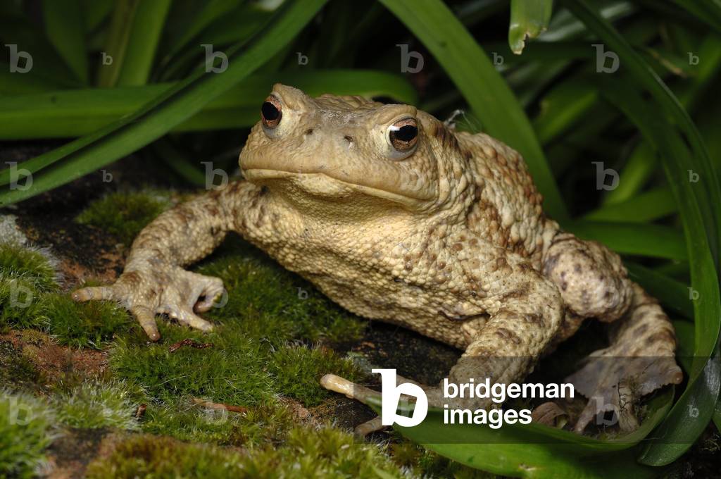"Bufo Bufo/Rospo comune/Rospo comune eurasiatico "