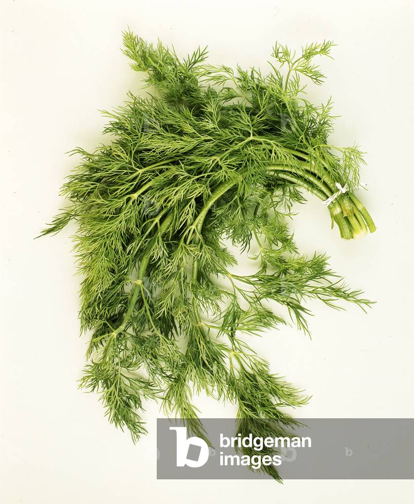 Botanical board/Dill graveolens/Dill/False anise/Fennel basard/Dill