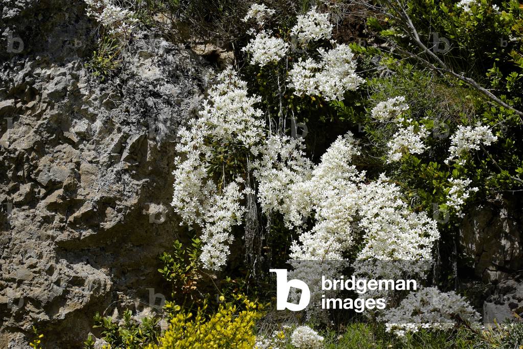 Saxifraga callosa/Saxifrage with tongue/Limestone Saxifrage