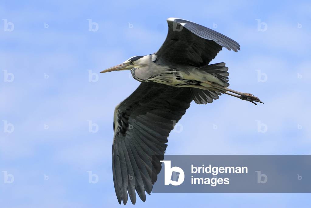 Ardea cinerea/Heron ash/Grey Heron