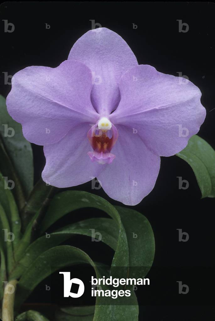 Vandaenopsis 'Desir Michel Viard'