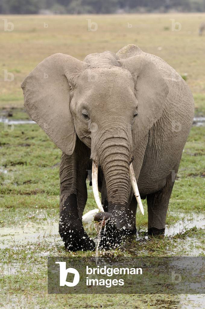 African Loxodonta/African Elephant/African Elephant