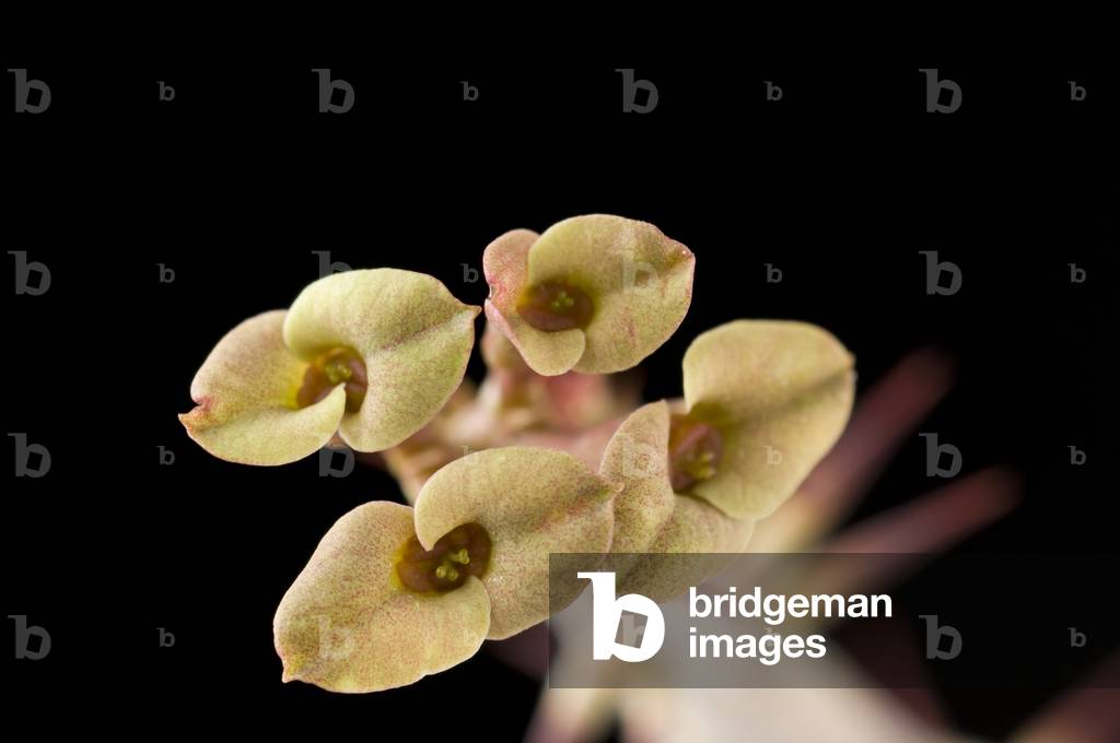 Euphorbia berohae/Euphorbo