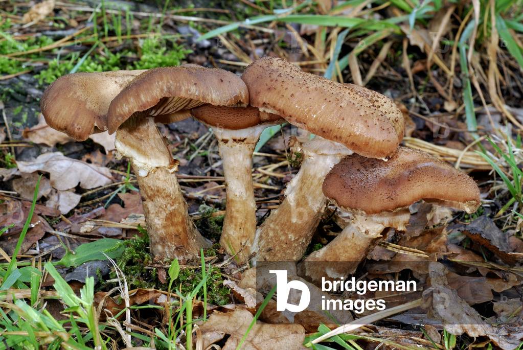 Armillaria ostoyae/Armillaria Ostoya