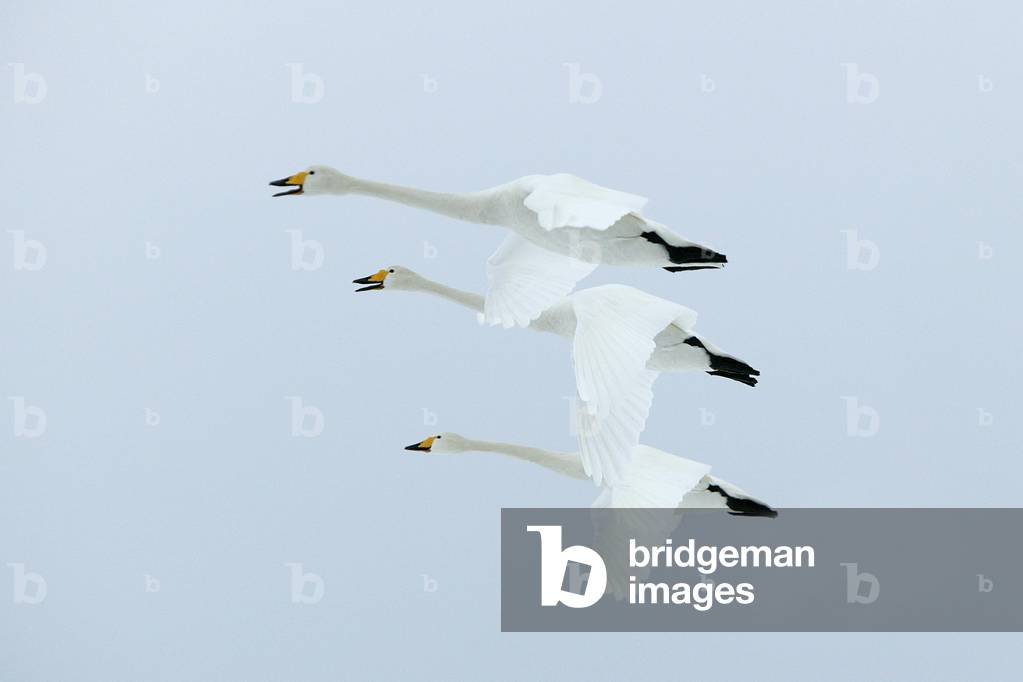 Cygnus cygnus cygnus/Singing Swan/Whooper Swan