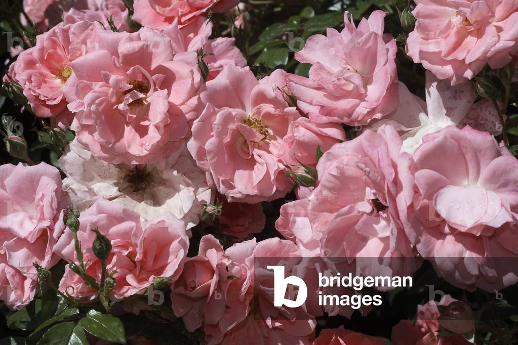 Rosa x/Pink 'Ponderose'