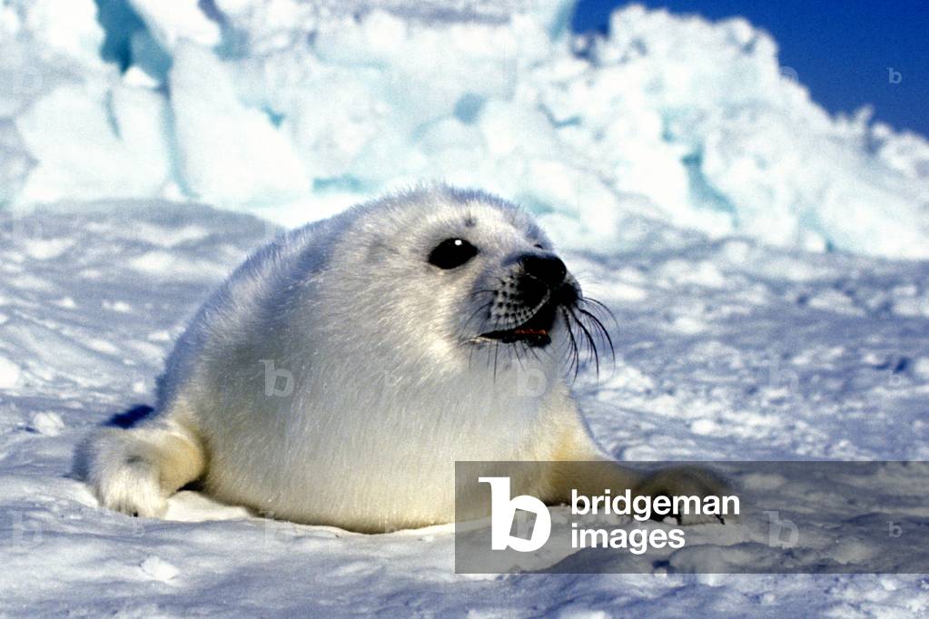 Pagophilus groenlandicus/Harp Seal/Bebe seal