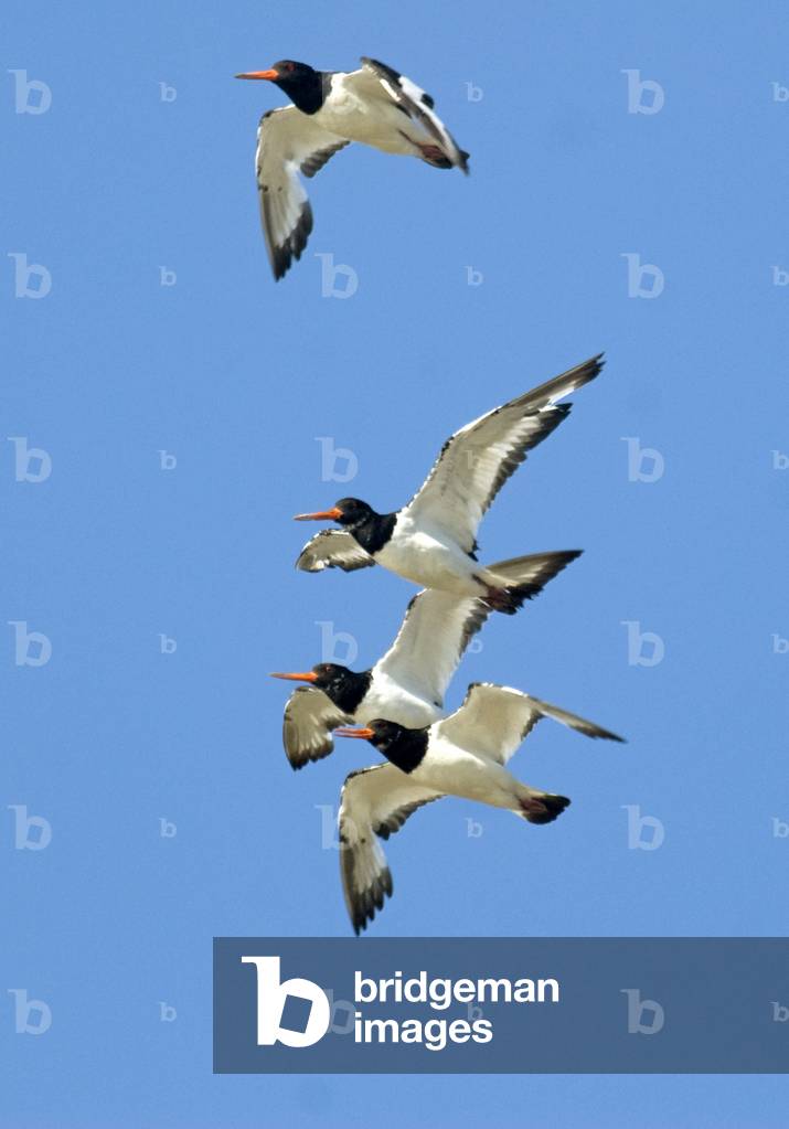 Haematopus ostralegus/Oystercatcher