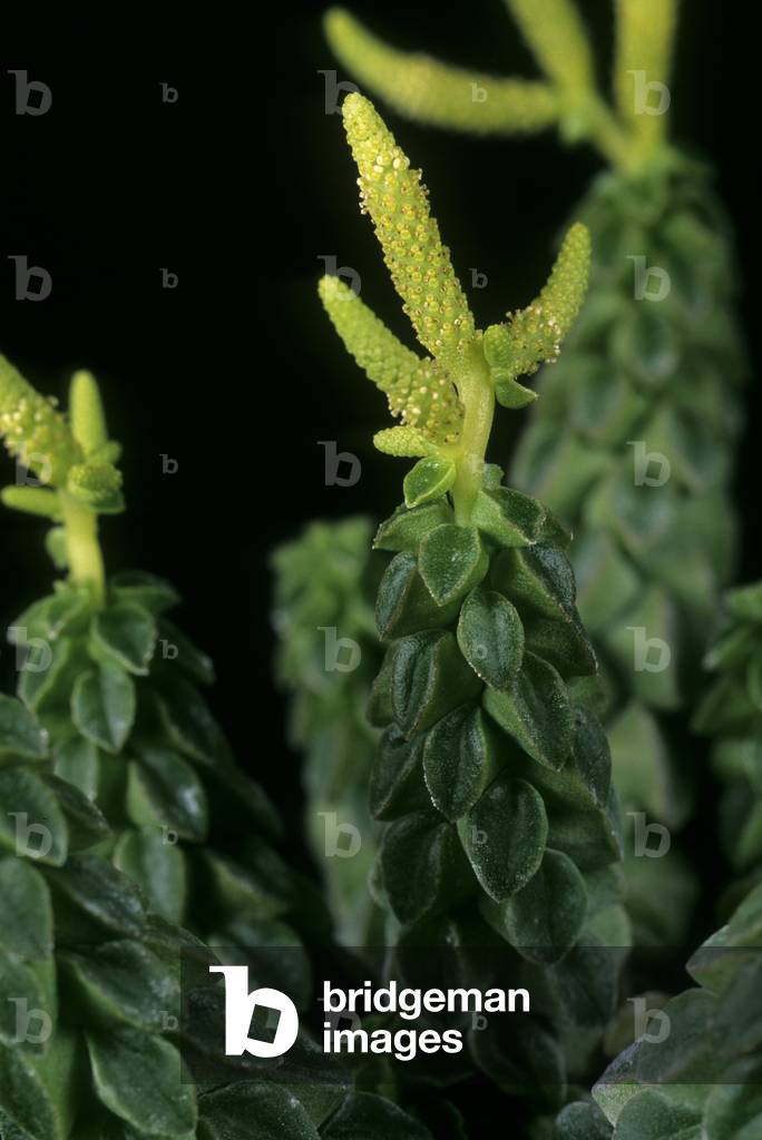 Peperomia cow mella/Peperomia