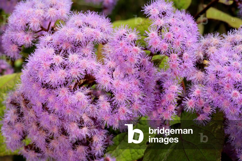 Eupatorium sordidum/Bartlettina sordida/Repulsive eupatorium