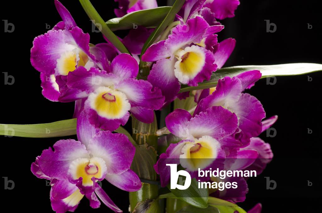 Dendrobium nobile