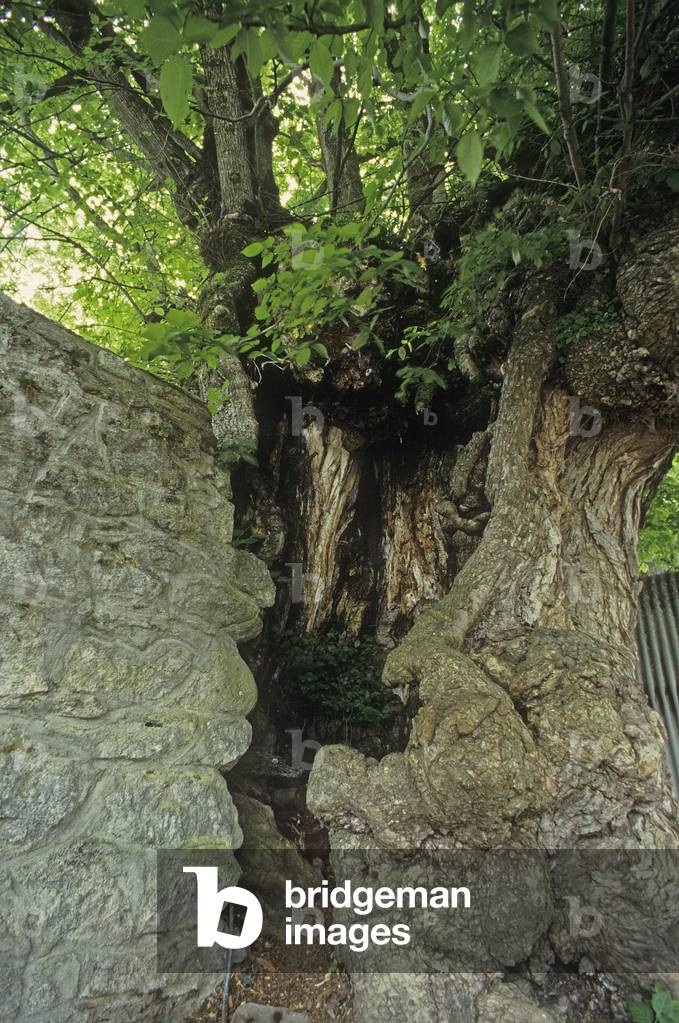 Bild von Fotografie "Bergulme/Ulmus montana/Umkreis: 7"