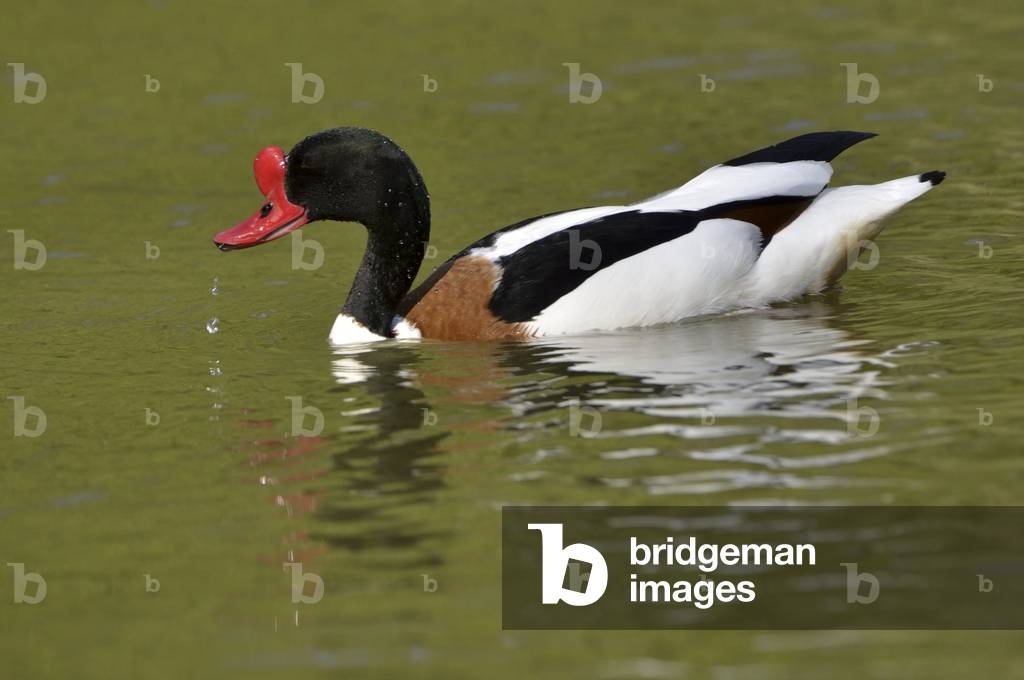 Tadorna tadorna/Tadorne de Belon/Common Shelduck