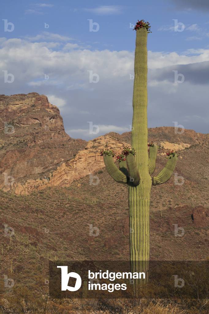 Carnegiea gigantea/Saguaro/Organ pipe National Monument/Arizona/USA