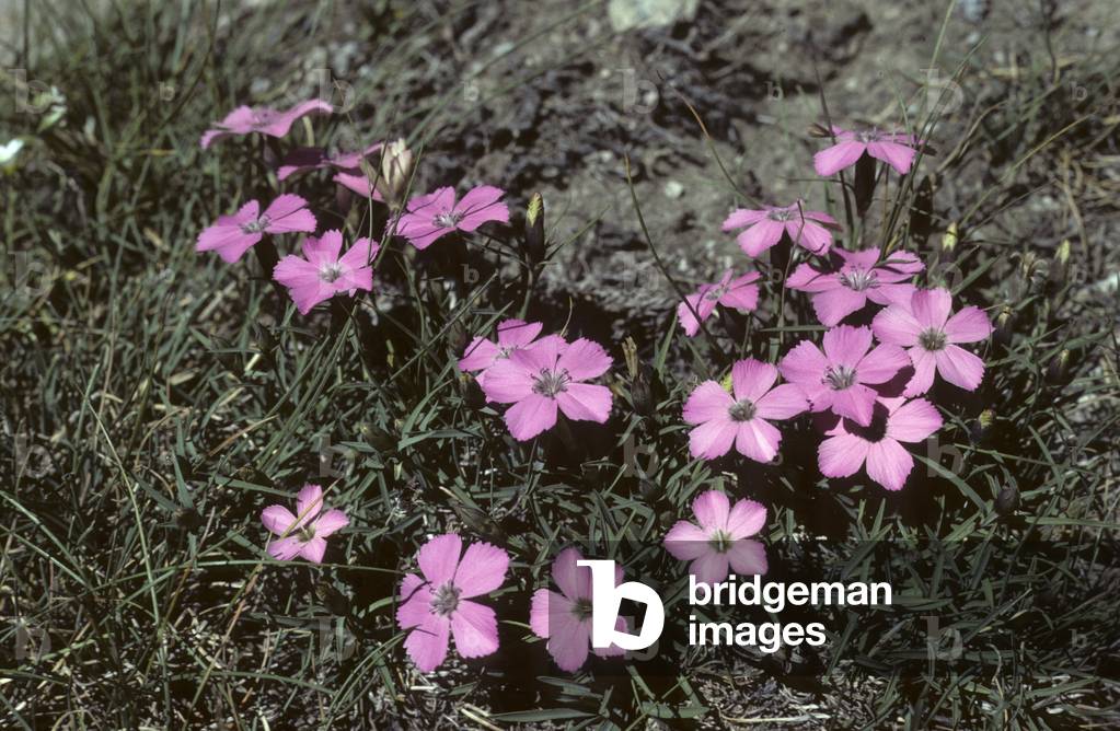 Dianthus glacialis/Glacier Carnation