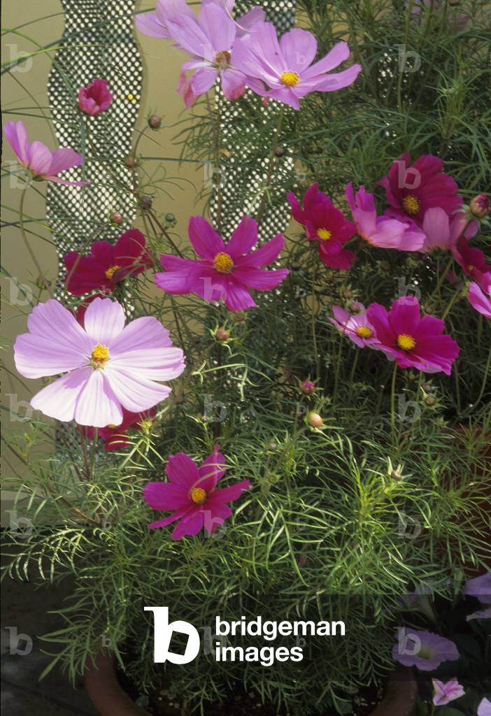 Cosmos bipinnatus/Cosmos Sonata