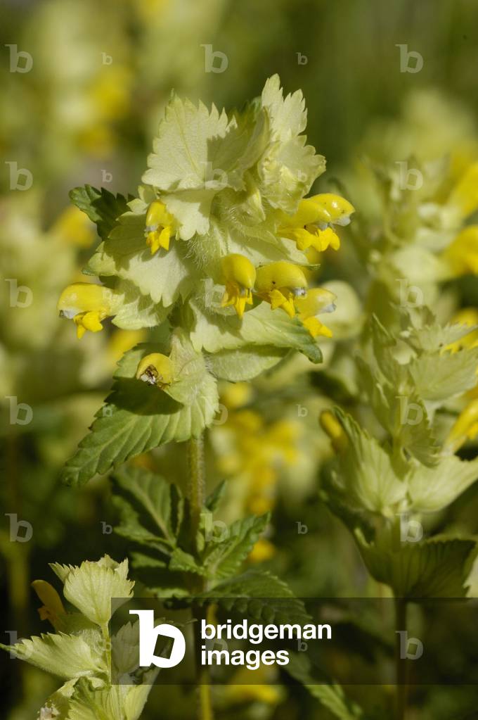Rhinanthus alectorolophus/Hairy Rhineland/European Yellowrattle