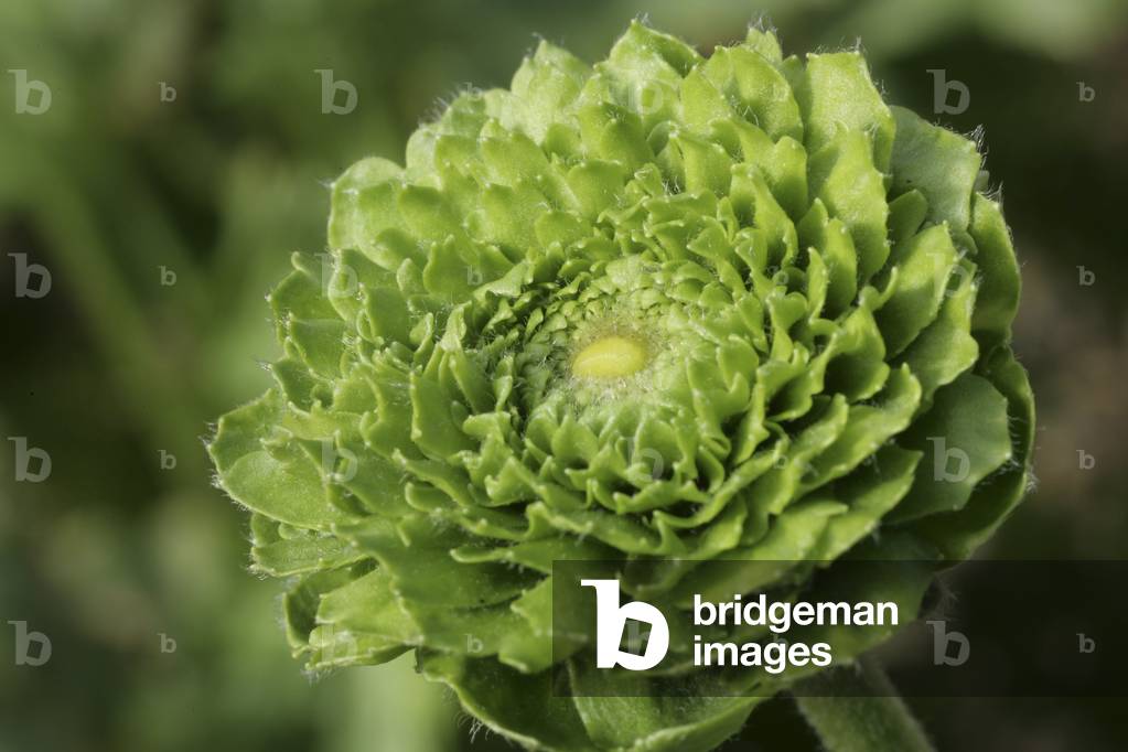 Ranunculus asiaticus/Buttercup Florist Buttercup/Asian Buttercup/Persian Puttercup