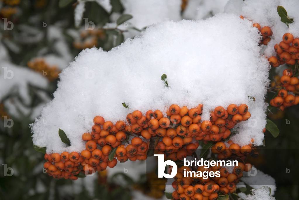 Pyracantha x/Burning Bush 'Mozart'