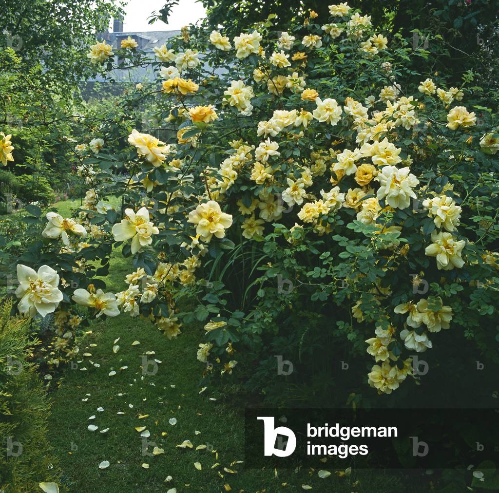 Rosa x/Pink 'Maigold'