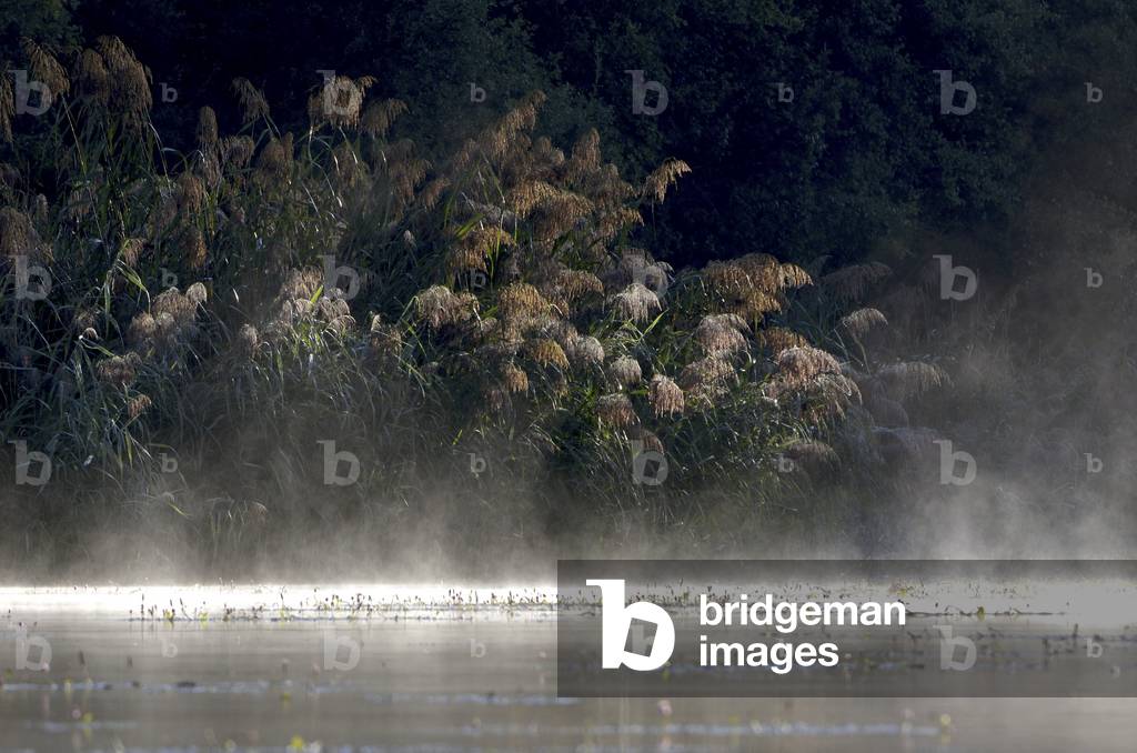 Pond/Mist/Plant/Phragmite