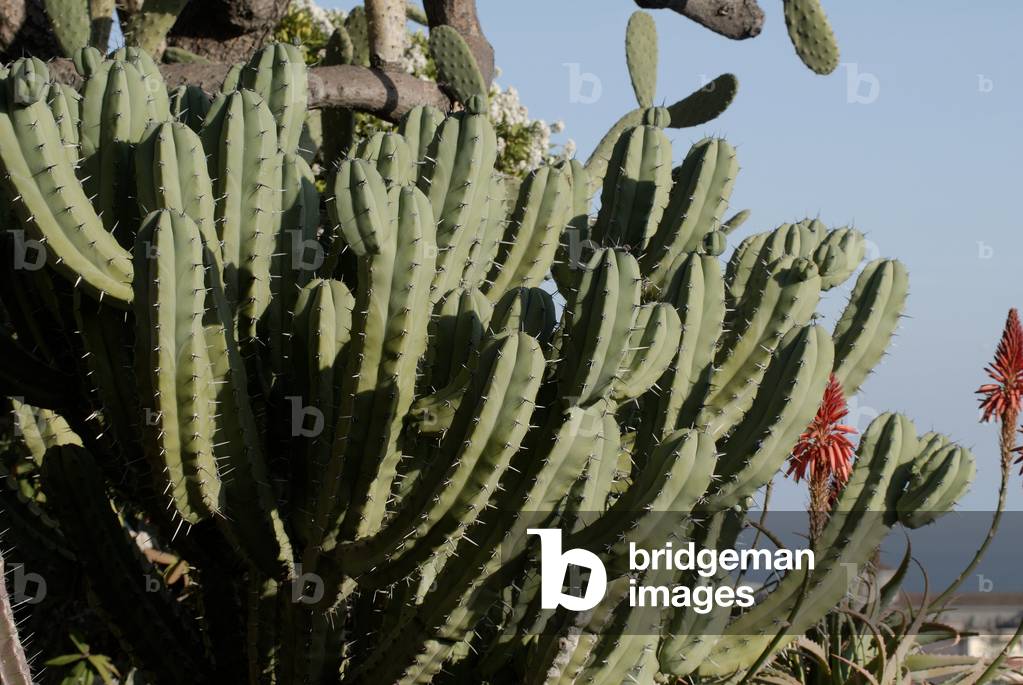 dracaena bicolour Dracaena marginata Bicolour - Multi Stem - Colourful Dragon Tree |  Hortology main image 1