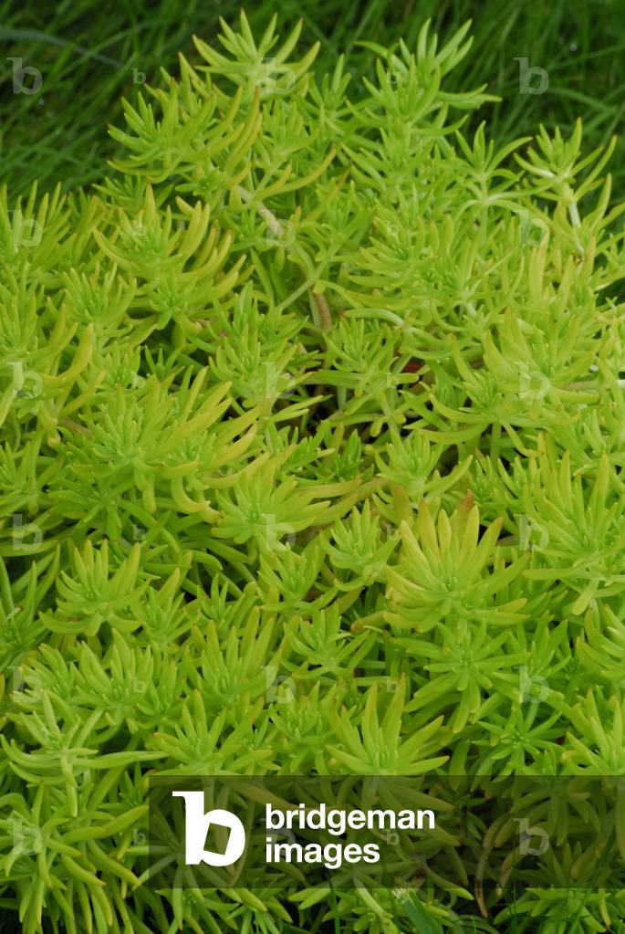 Sedum spectabile/SeDum remarkable