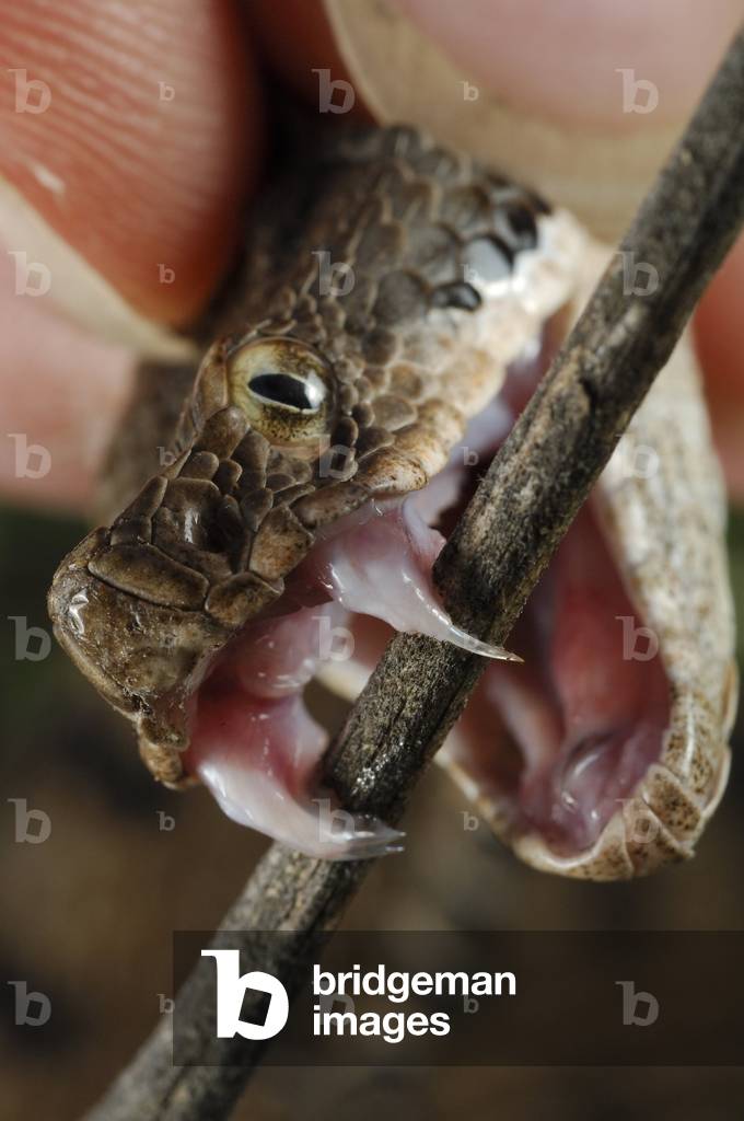 Vipera aspis/Vipere aspic/Asp Viper