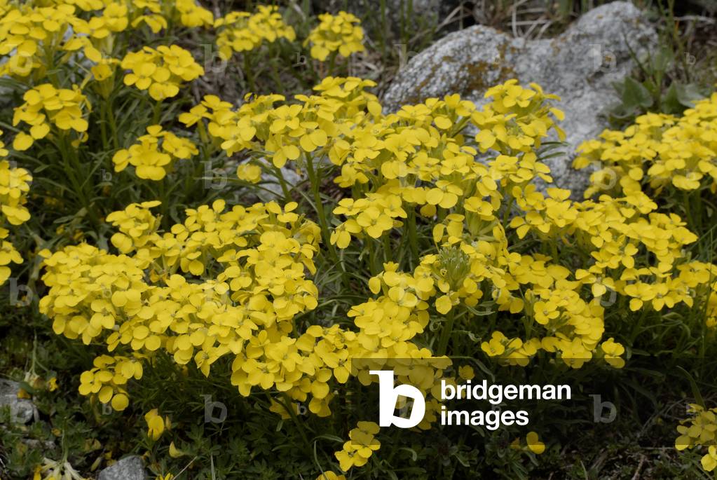 Erysimum rhaetium/Erysimum of Switzerland