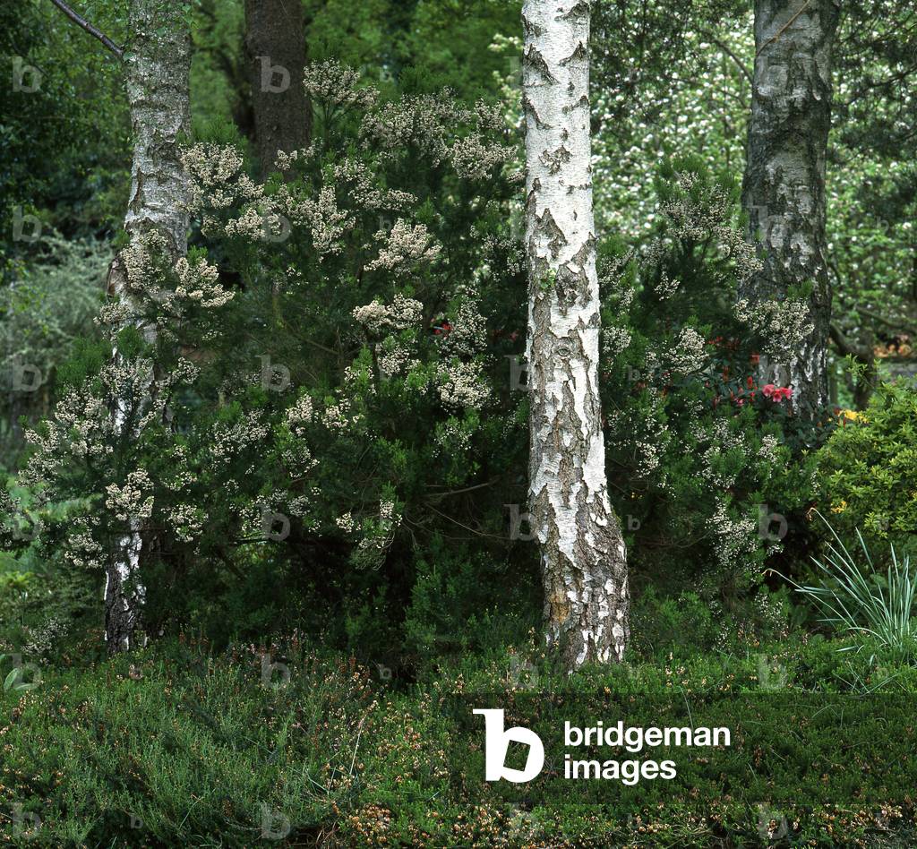 Erica arborea/Tree Heath/Tree Heath