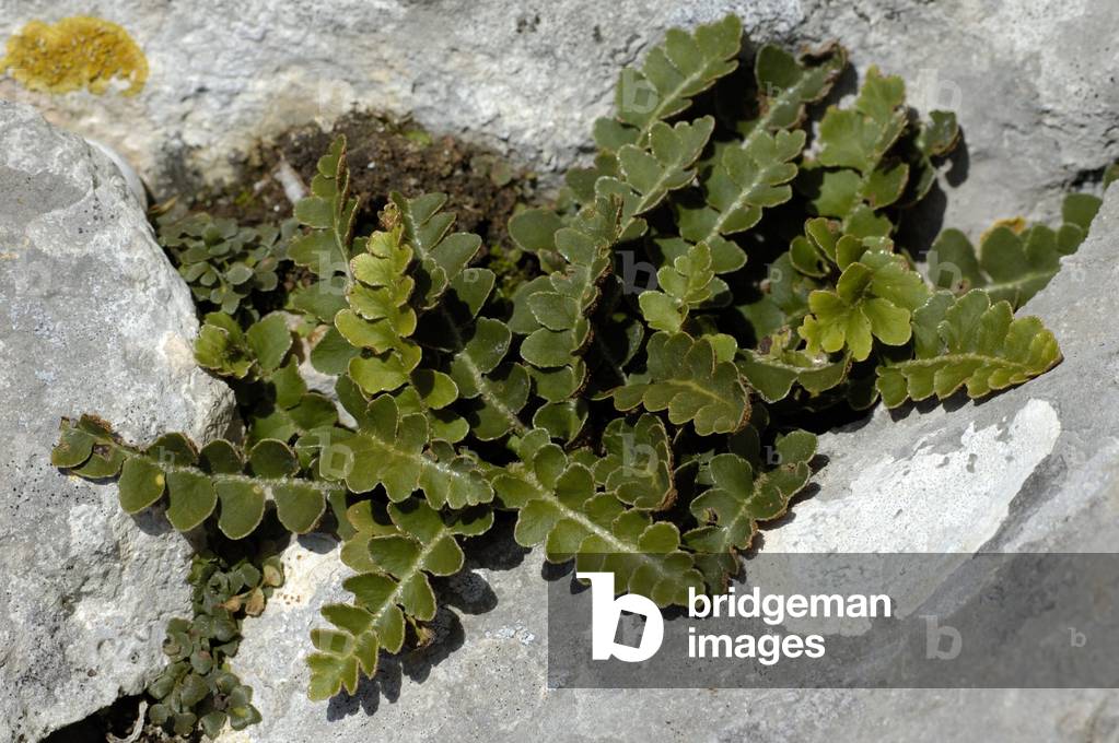 Asplenium ceterach/Ceterach officinarum/Ceterach officinal/Doradilla/Arabian Ceterach