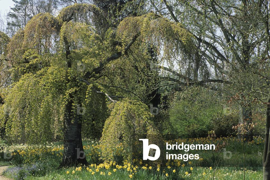 Prunus x subhirtella 'Pendula'/Ornamental plum