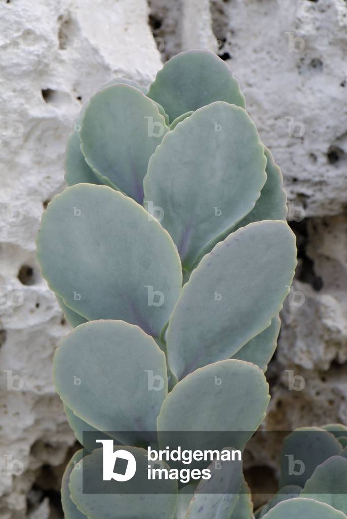 Kalanchoe marmorata/Kalanchoe