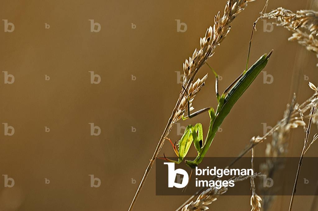 Mantis religiosa/Religious mantis